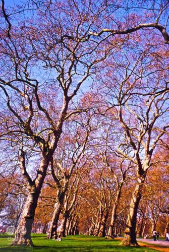 Landscape - Photo 40 - Pass Art Gallery