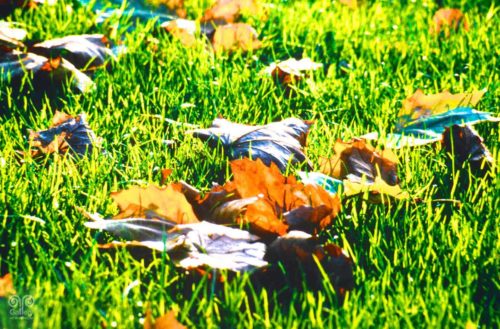 Landscape - Photo 46 - Pass Art Gallery