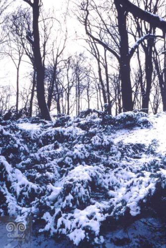 Landscape - Photo 50 - Pass Art Gallery